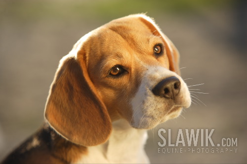 beagel.jpg