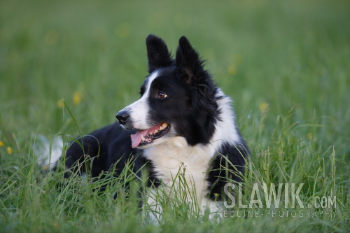 bordercollie1.gif