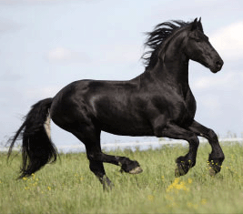 friese1.gif