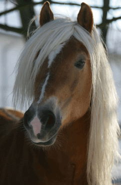 hafineu1.gif
