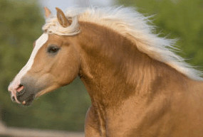 hafineu2.gif