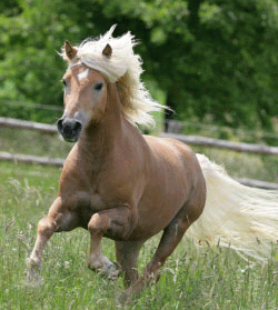 hafineu3.gif