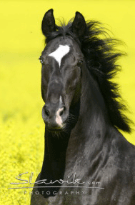 holsteinerneu1.gif