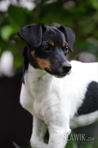 jackrussel1.jpg