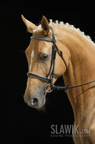 kinsky1.gif