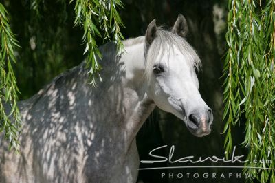 lusitano2