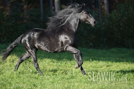 pasofino1.gif