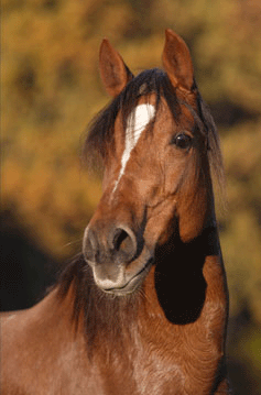 pasofino3.gif
