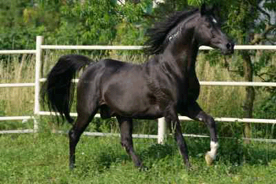silber2.gif